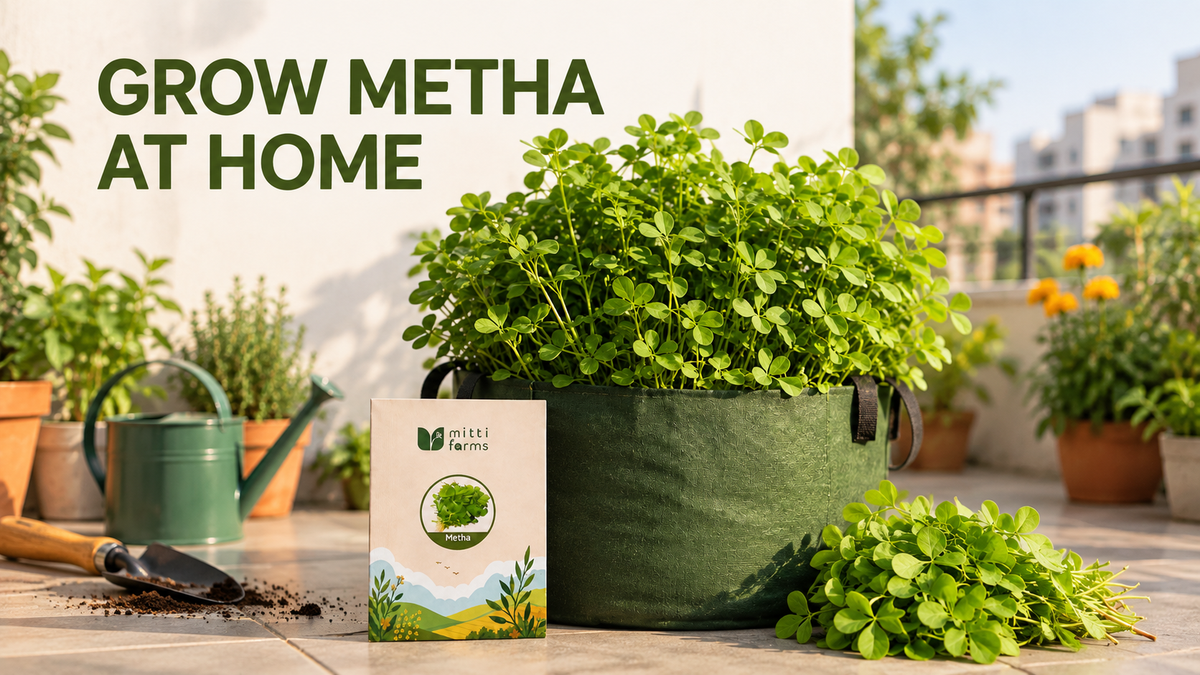How to Grow METHA at Home in Pots & Grow Bags