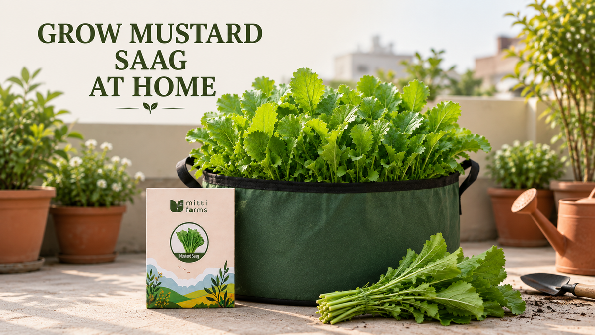 Mustard saag growing in a container in an Indian home balcony garden